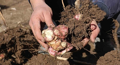 Doğada kendiliğinden yetişen yer elmasını, patates gibi ekip çoğaltmayı başardı