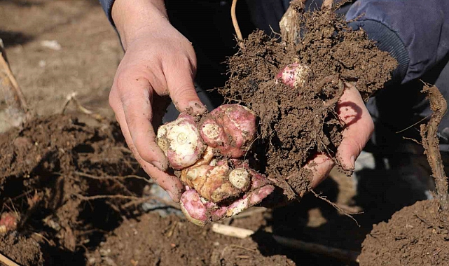 Doğada kendiliğinden yetişen yer elmasını, patates gibi ekip çoğaltmayı başardı