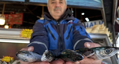 Palamut sezonu yeniden açıldı