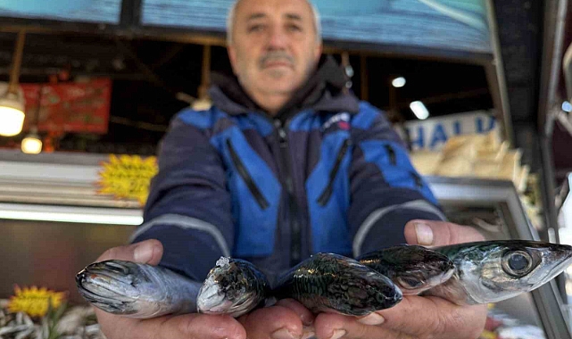 Palamut sezonu yeniden açıldı