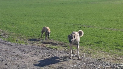 Yolunu karıştıran Alzheimer hastası adam köpeklerin saldırısına uğradı