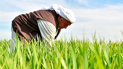 Urfalı Çiftçileri Don Korkusu Sardı