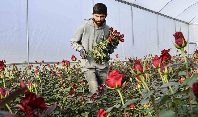 Gül üreticileri ve çiçekçi esnafını ’14 Şubat’ telaşı sardı