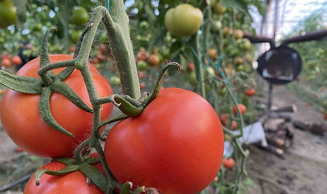 Ocakta domatesin miktarı da fiyatı da arttı