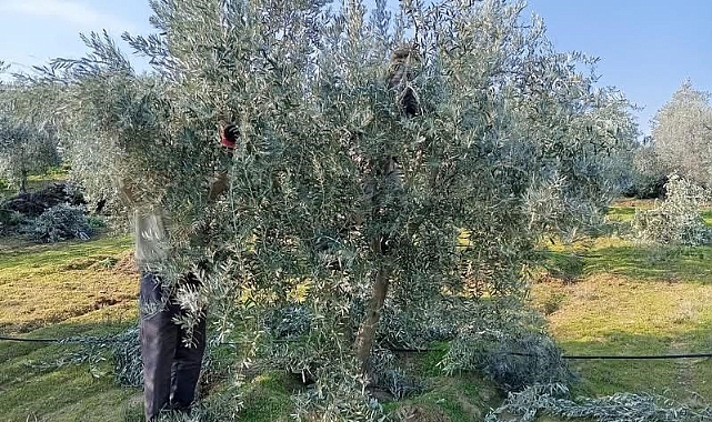 Sarıgöl’de zeytin budama çalışmalarına başkandı