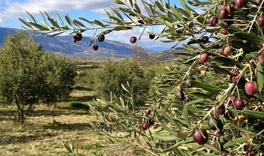 Urfa'mız neden zeytin şehri olmasın