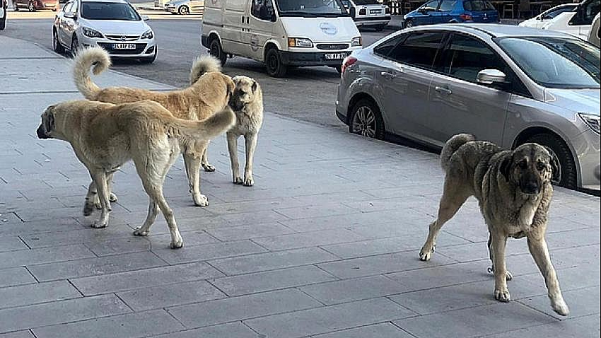 Urfalı vatandaşları sahurda köpek korkusu sardı