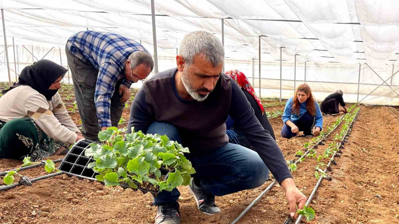 Şanlıurfa’da Sebze Fideleri Seralarda Yetişmeye Başladı