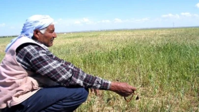 Aşırı kuraklık Şanlıurfa çiftçisini korkutuyor