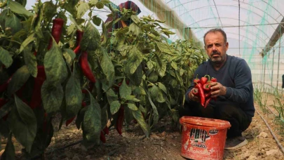 Zirai don sonrası turfanda hasat edilen kapya biber serada 80 TL’den alıcı buluyor