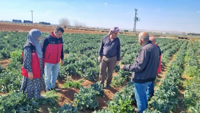 Şanlıurfa’da Brokoli üretimi yapılıyor