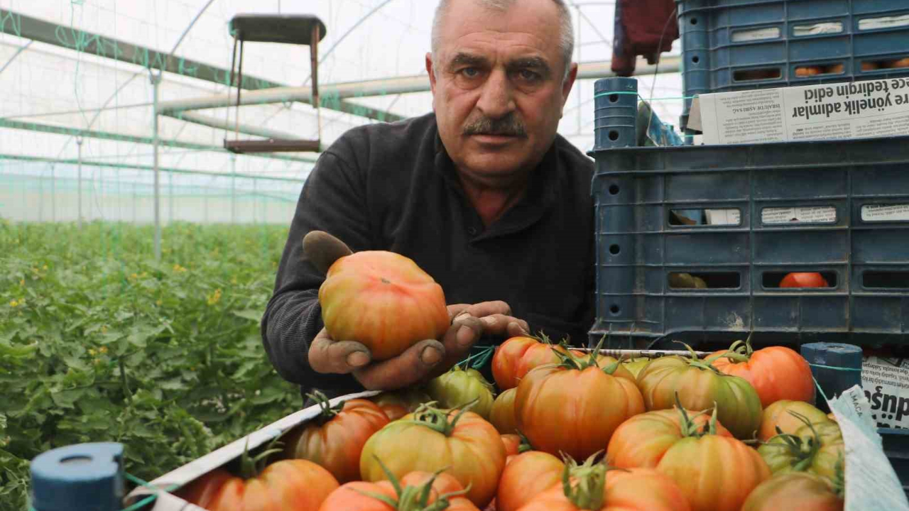 Hasat edilen domates serada 28 TL’den alıcı buluyor