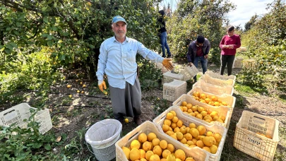 Limon bahçede 15 TL’den alıcı buluyor