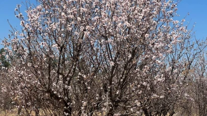 Şanlıurfa’da badem ağaçları çiçek açtı