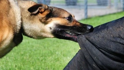 Valilikten köpek saldırılarına ilişkin açıklama