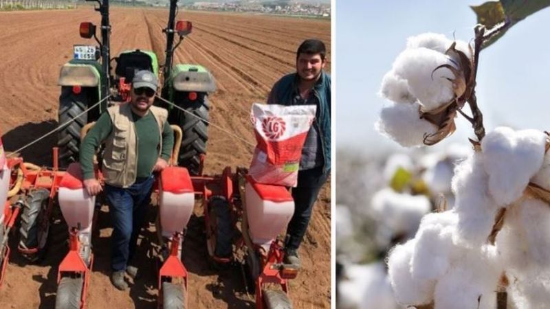 Urfa pamuğunda ekim zamanı