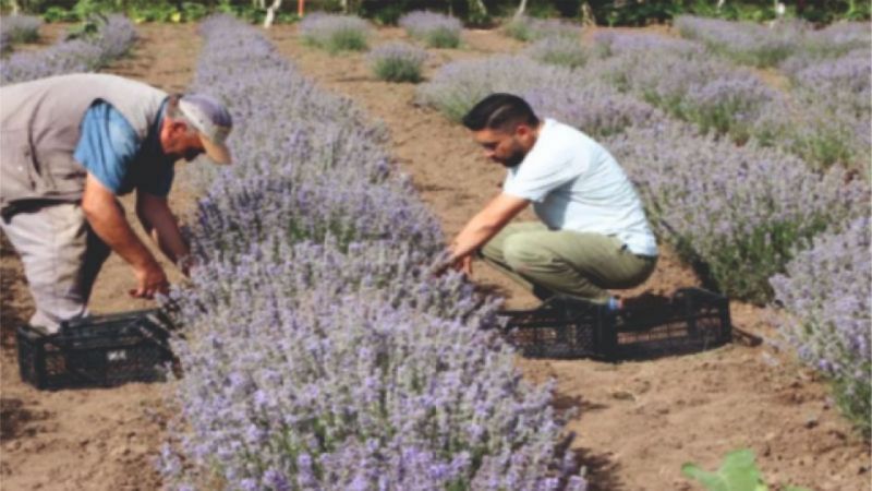 Urfa'da düşük maliyetle karlı kazanç!