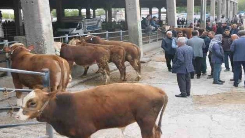 100 binin üzerinde hayvan aşılandı