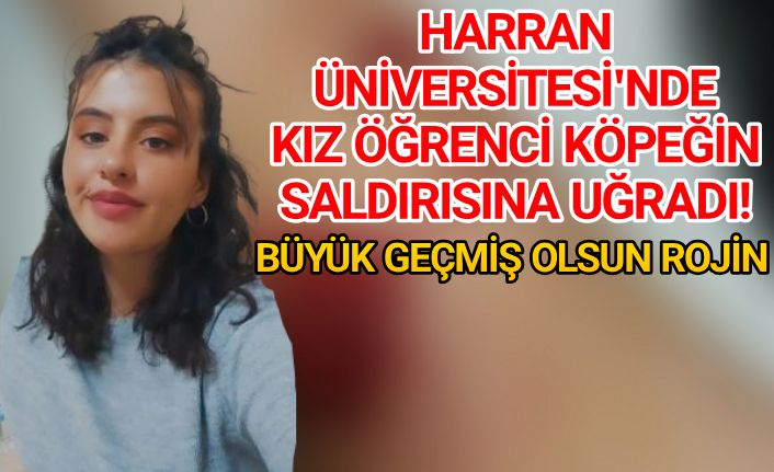 Urfa'da köpek saldırısı