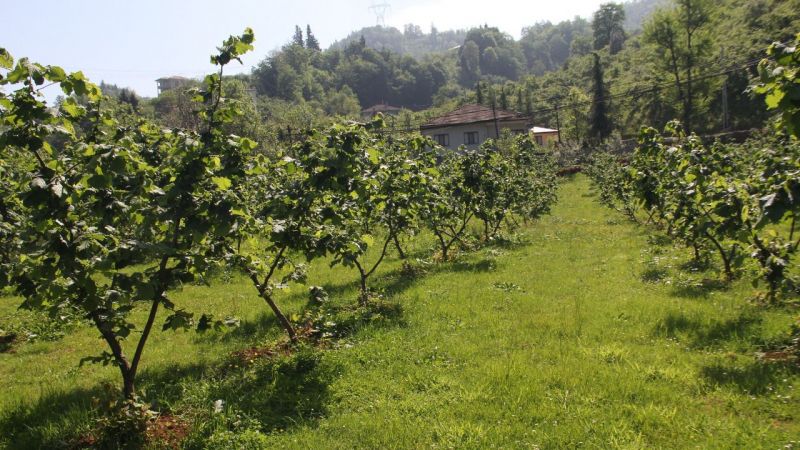 İcradan satılık fındık bahçesi