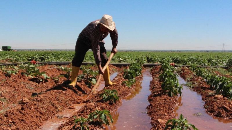 Urfa çiftçisine güzel haber