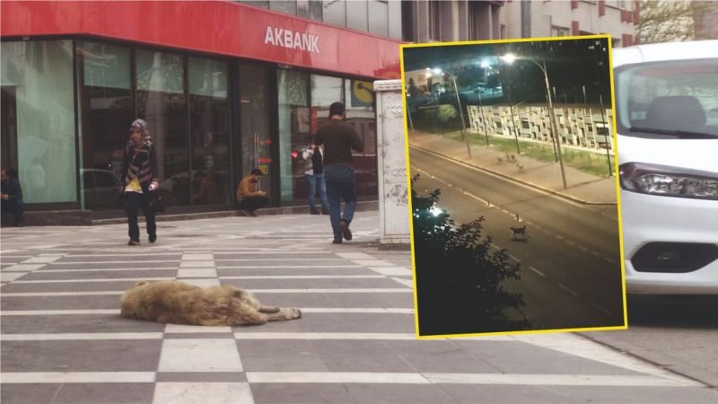 Başı boş köpekler güvenlik riski konusu olamaya devam ediyor