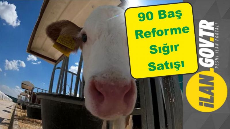 TİGEM 90 baş reforme sığır satışı yapacak