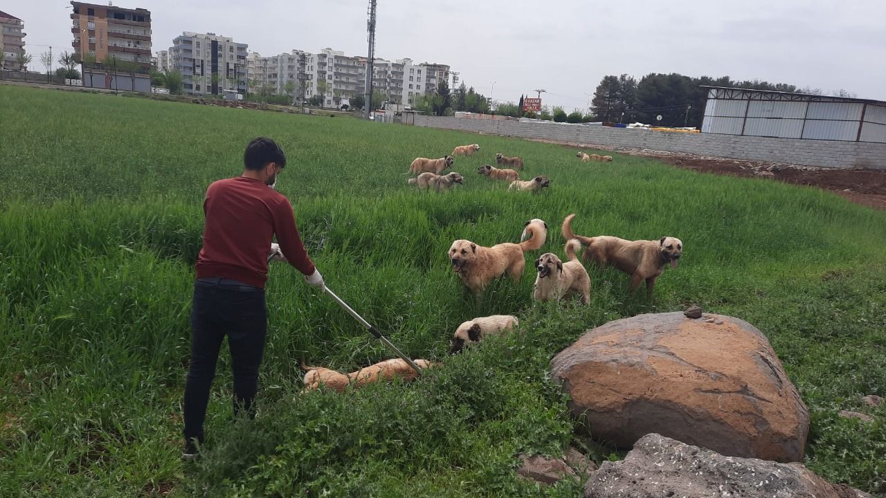 Çevre illerden Urfa'ya sokak köpekleri mi bırakılıyor?