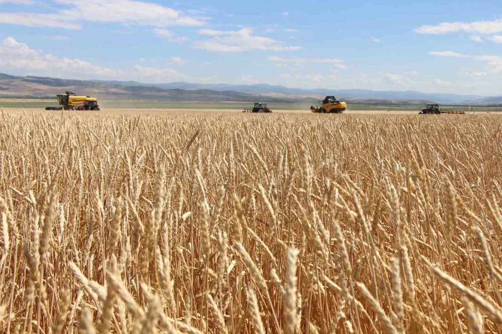 Tohumluk buğday hasadı başladı: 4 bin 500 ton üretim bekleniyor