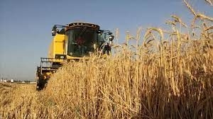 Buğday fiyatında 2 farklı seçenek ön plana çıktı