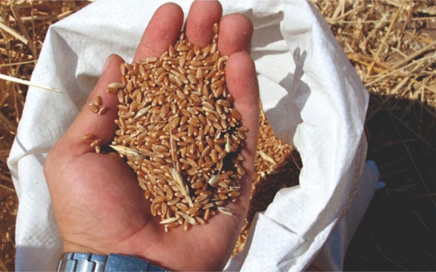 Buğdayda TMO belirsizliği