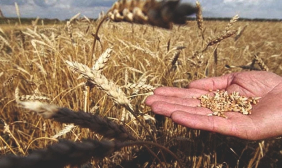 Çiftçi, buğday ve arpa alım fiyatını nasıl karşıladı?
