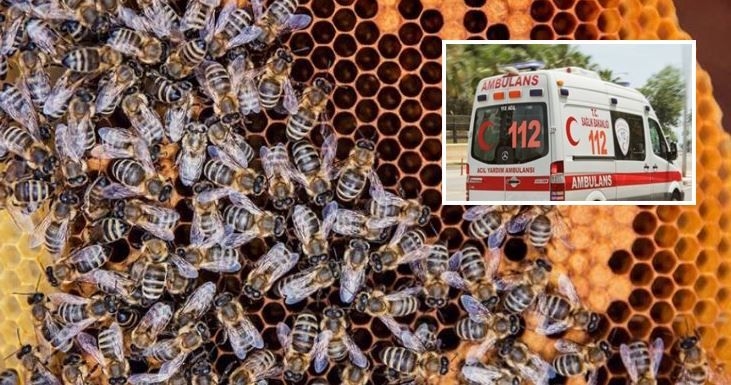 Urfa’da arılar bir kişinin canını aldı