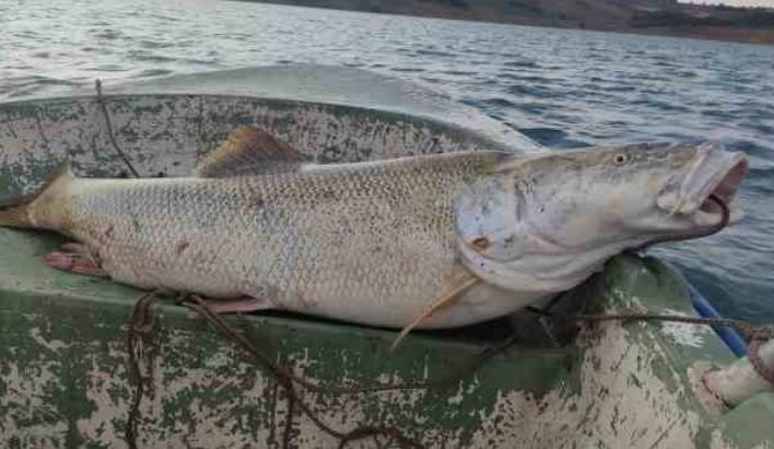 Urfa’daki dev balık oltalara takıldı