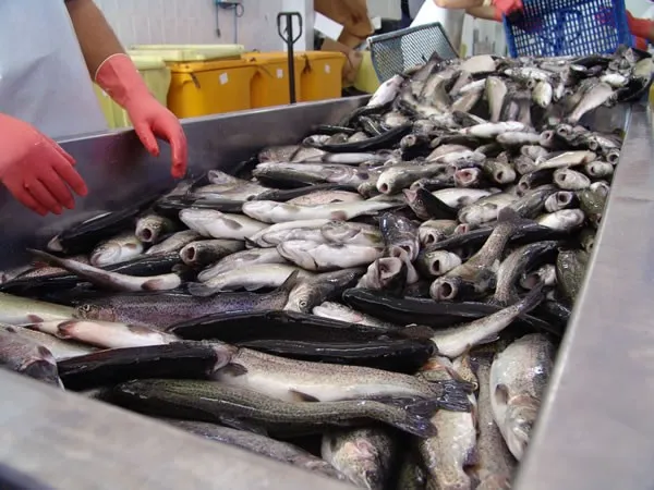 Almanya’ya balık ihracatı