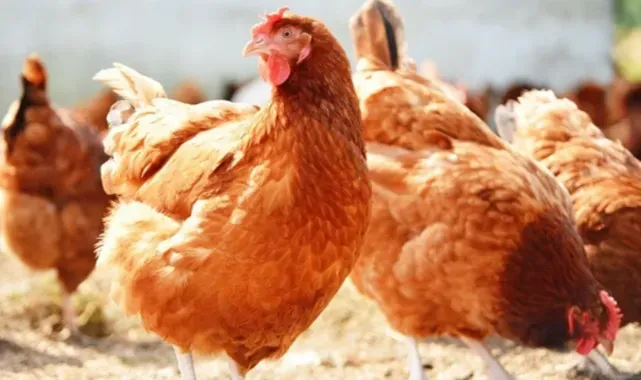 Tavuk eti üretimi aylık yüzde 1,4 arttı