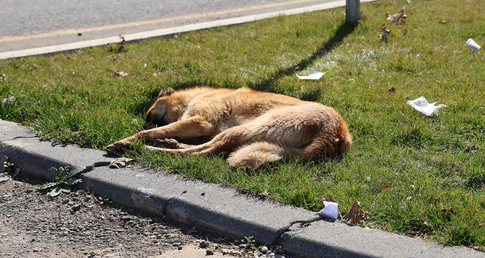 Sokak köpeği bir günde 8 kişiyi ısırdı