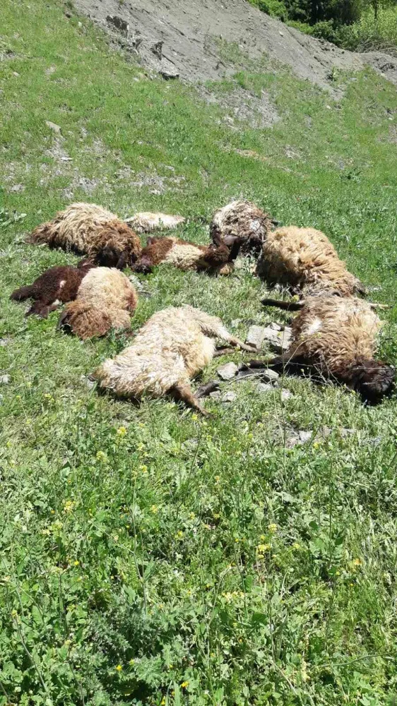 Ağıla giren kurt 10 koyunu telef etti