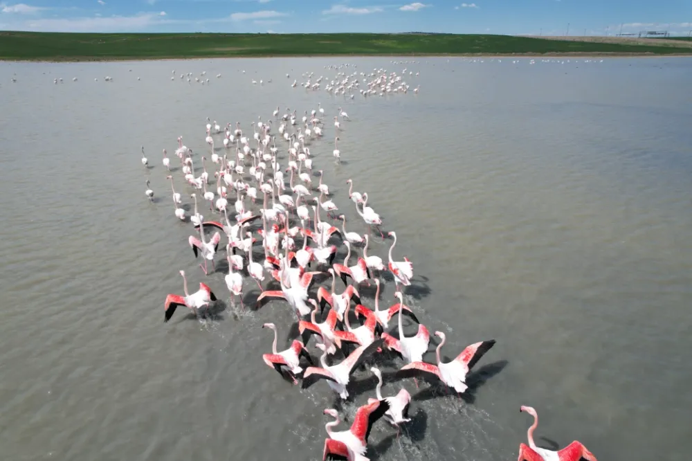 Renkli misafirler: Flamingolar