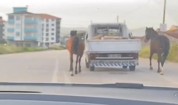 Tepki çeken görüntü: Atları aracın arkasına bağlayıp koşturdu