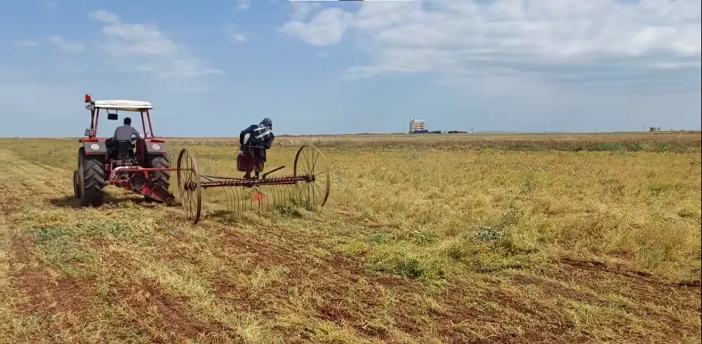 Urfa’da yılın ilk mercimek hasadı başladı 