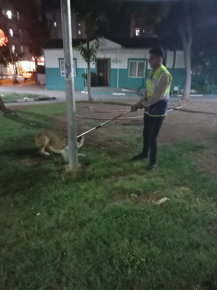 Büyükşehir Belediyesi başıboş köpekler için harekete geçti 