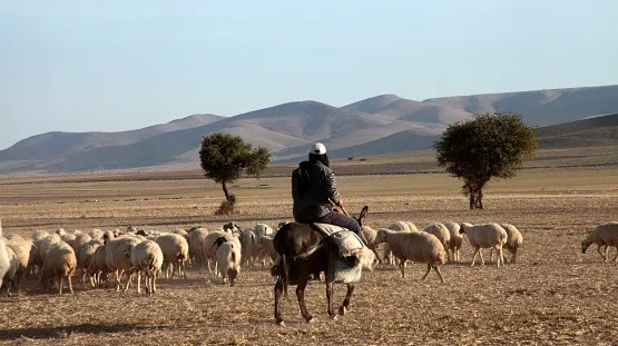 Greve çıkmışlardı: Yerinize Afganistanlı, Suriyeli çoban alırız tehdidi!
