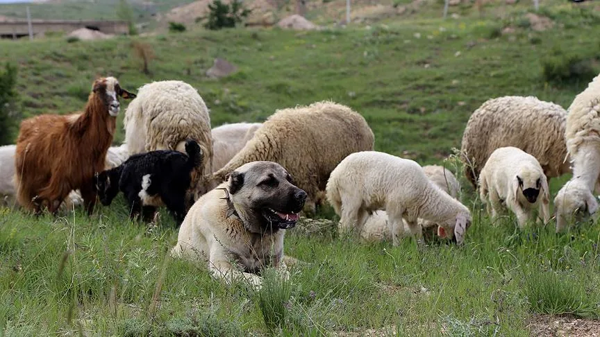 5 Kangal köpeği ve sahibi uyutularak 45 kurbanlık koyunu çaldılar