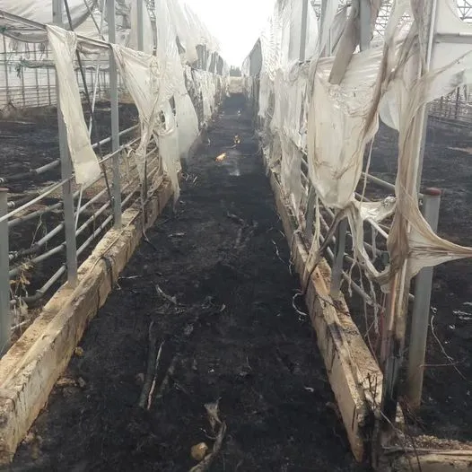 Viranşehir’de yangın: Seralar kül oldu