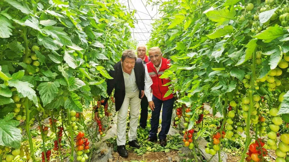 En büyük sebze serasında sezonun ilk domates hasadı yapıldı