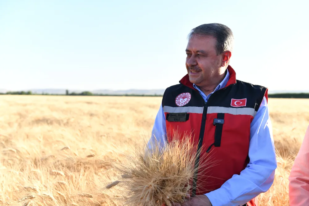 Urfa valisi buğday hasadına katıldı 